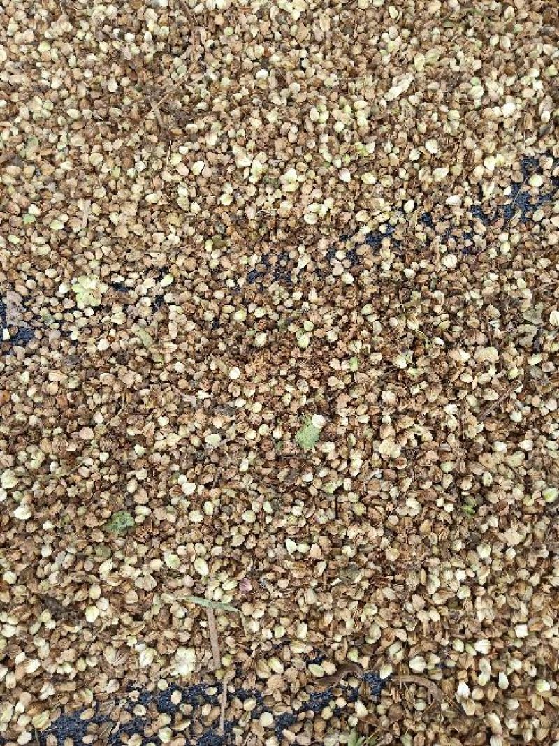 内蒙地产药材北沙参种子