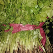 精品香菜20--25