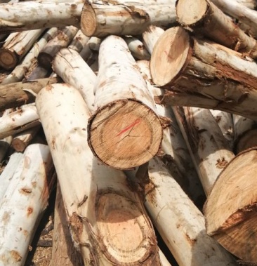 [桉树批发]桉树板加工价格1300.00元/棵 - 一亩田