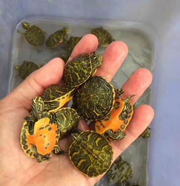 纯种火焰龟苗 7-12克(3-5厘米)