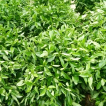 非洲茉莉，茉莉平安树发财树招财树巴西铁，鸭脚木橡皮树绿宝