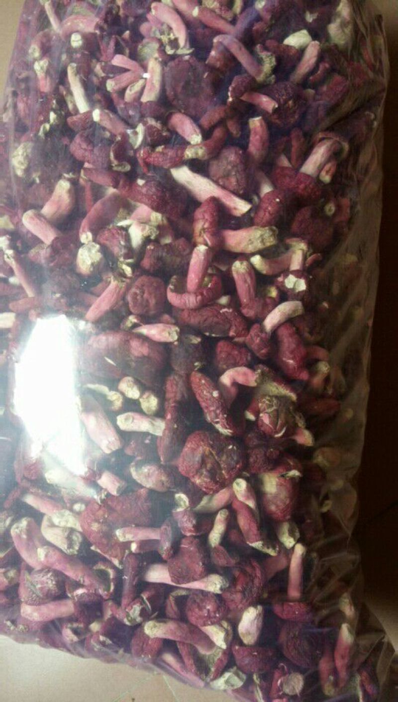 世界长寿之乡广西浦北红椎菌