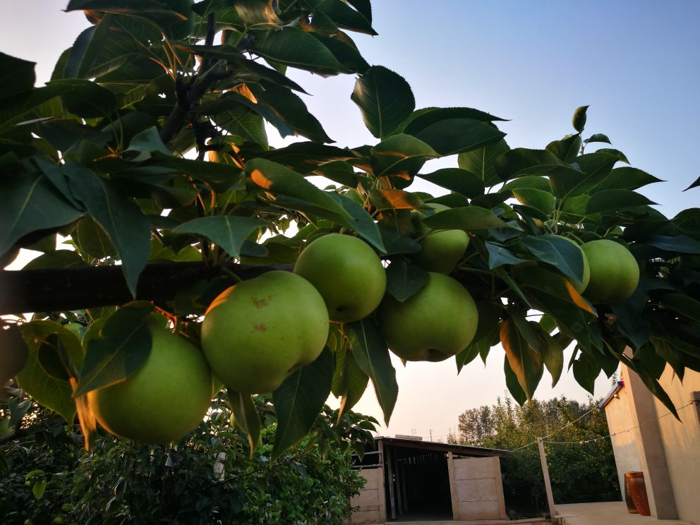 绿宝石梨果实特写