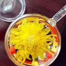 金丝皇菊茶一级