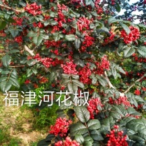 花椒树甘肃武都大红袍花椒树苗两年苗旱地苗伏椒