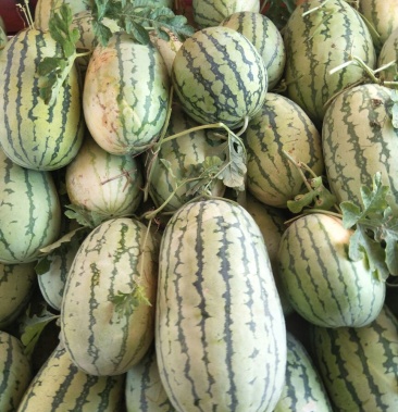 [西瓜批发]西农8号,货好价优价格0.30元/斤 - 一亩田