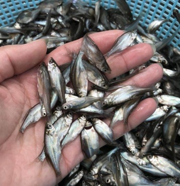 优质三角鲂鱼苗 广州三角鲂鱼苗