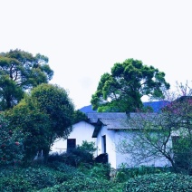庐山云雾茶绿茶