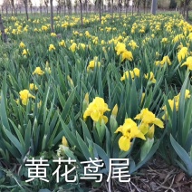 德国黄花鸢尾