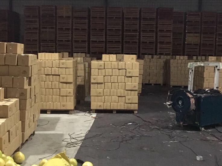 现代化 packing 车间内,工人正在流水线上对马叙葡萄柚进行清洗、分级、称重和装箱,纸箱印有‘新鲜青皮·马叙无籽葡萄柚’字样,传送带连接自动封箱机,背景为冷藏暂存区,堆叠整齐的纸箱准备发往全国各地 打包发货中的葡萄柚
