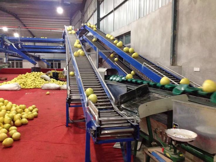 工人正在分拣包装琯溪蜜柚