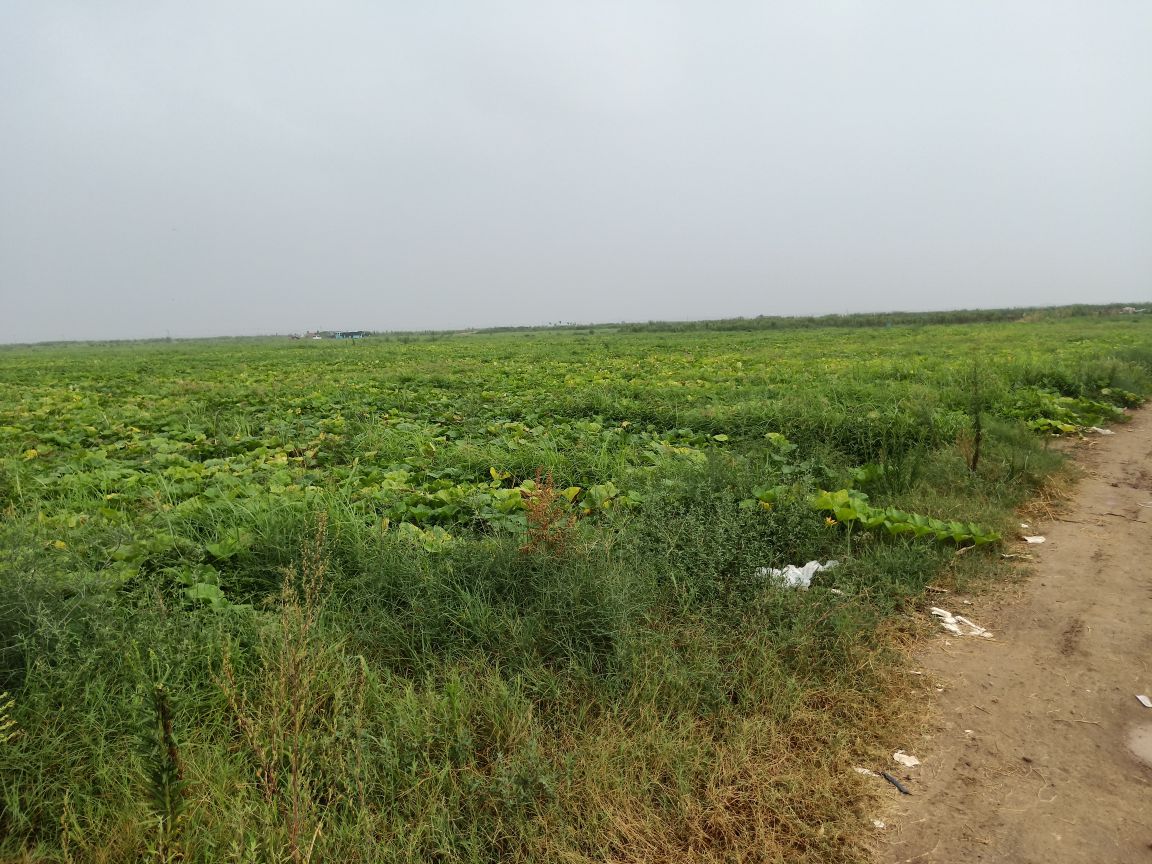 一片绿意盎然的奶油南瓜种植基地,藤蔓匍匐于地,叶片宽大,多个圆形或扁圆形的奶油南瓜挂在藤上,表皮呈深绿色带浅条纹或棕褐色,阳光照射下光泽自然,土壤为沙壤土,背景可见农民正在田间劳作 奶油南瓜田间生长实景图