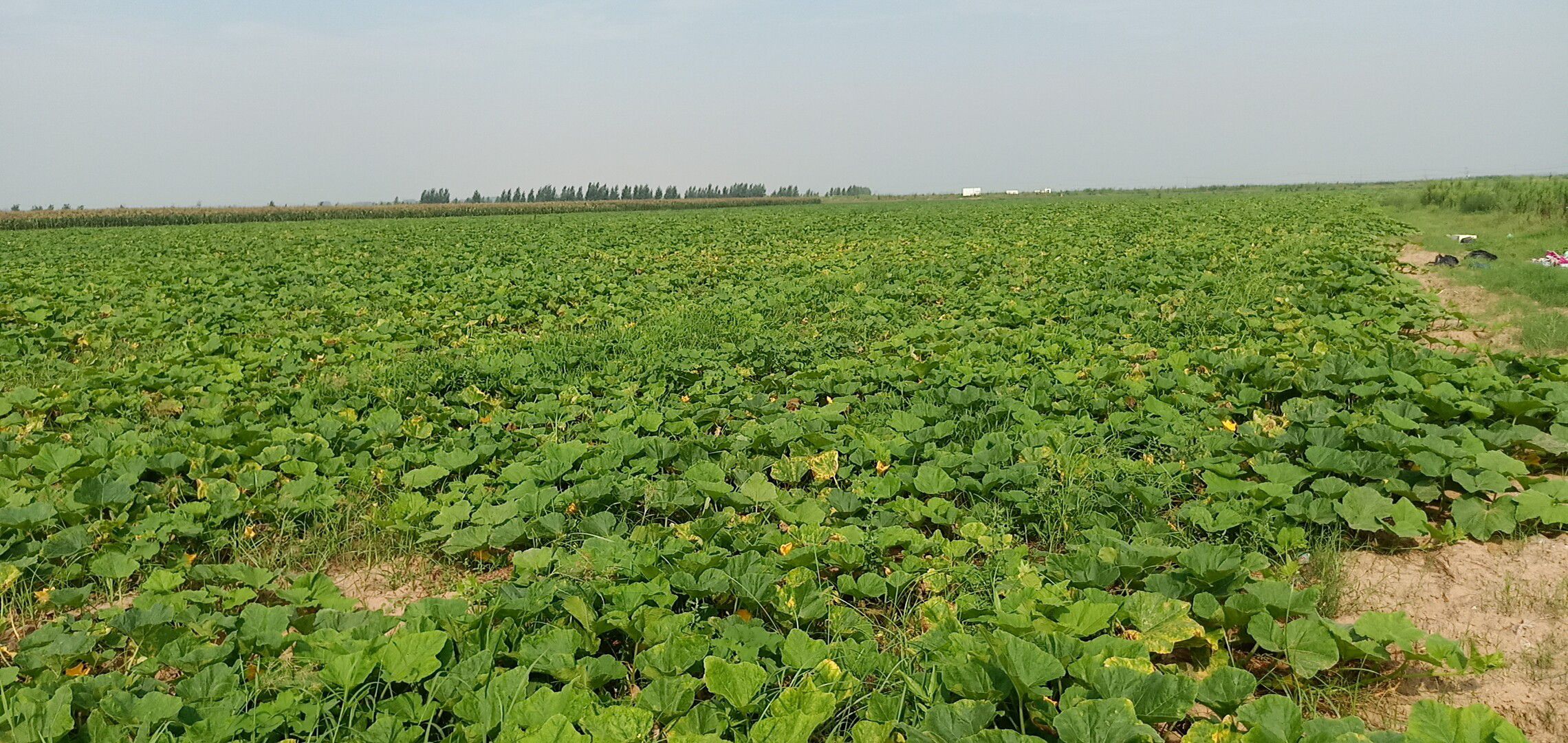 南美洲安第斯山脉地区的奶油南瓜种植田,阳光明媚,南瓜藤蔓覆盖大地 奶油南瓜田地