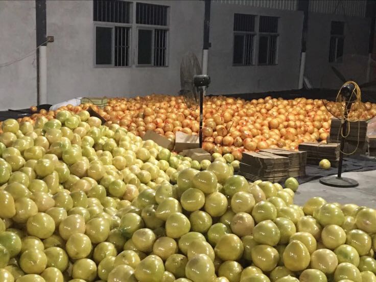 蜜柚储存方法示意图