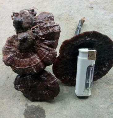 野生灵芝深山枫木树灵芝品质好