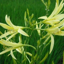 黄花菜种苗