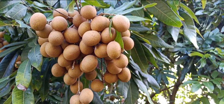 储良龙眼果园实景