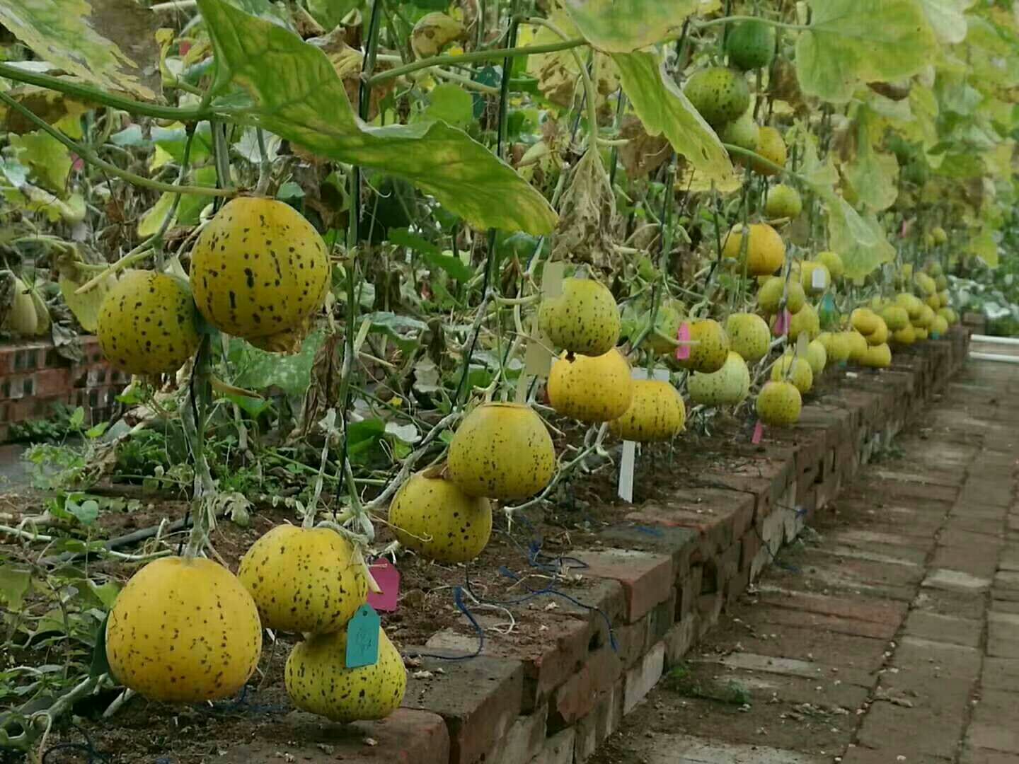 花蕾甜瓜果园