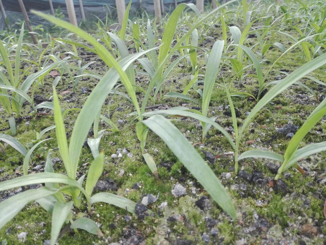 白芷幼苗在田间生长的场景