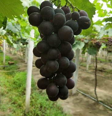 自家种植甬优一号葡萄颗大味甜