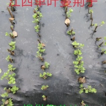 【精选药材苗】江西单叶蔓荆子枝条提供技术包回收