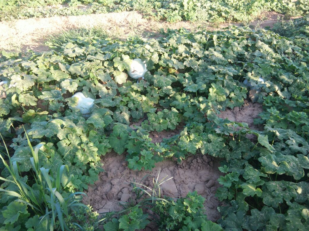 白皮冬瓜搭架栽培现场