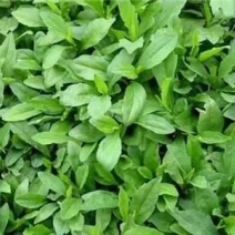 大有前途的蔬菜品种马兰头种苗