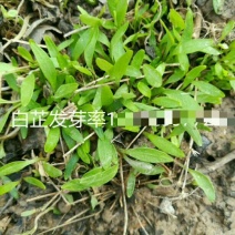 白芷，一年收，个大产量高效益快，好管理，上门回收！