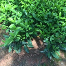 非洲茉莉