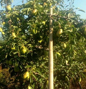 [洋梨批发]洋梨(大头梨)价格1.20元/斤 - 一亩田