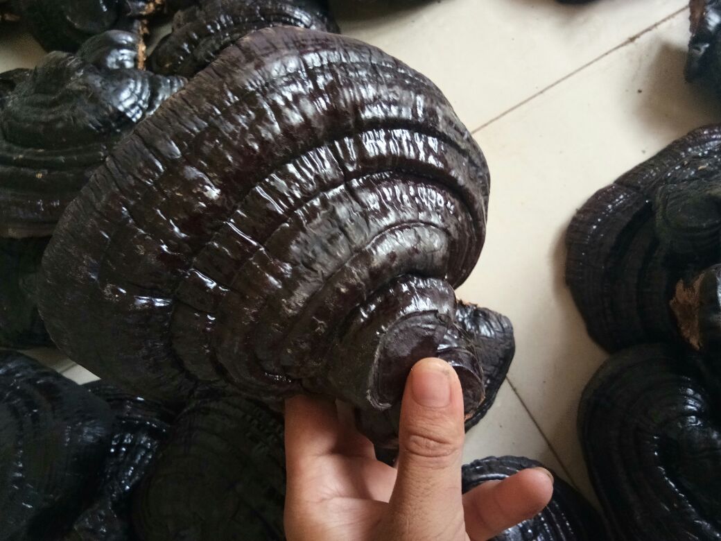 真假黑灵芝宏观对比图:强调天然光泽度、纹理走向、菌盖厚度及基部附着物差异 真假黑灵芝对比特写:左侧为天然野生黑灵芝子实体,表面呈哑光深紫褐色,菌盖边缘有自然云状环纹与细微裂纹;右侧为人工染色仿品,色泽均匀乌黑发亮,表面光滑无纹理,菌柄粗短僵硬,基部残留明显胶质粘连物