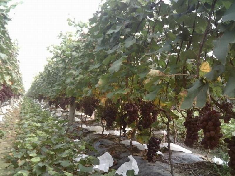 户太八号葡萄园种植场景