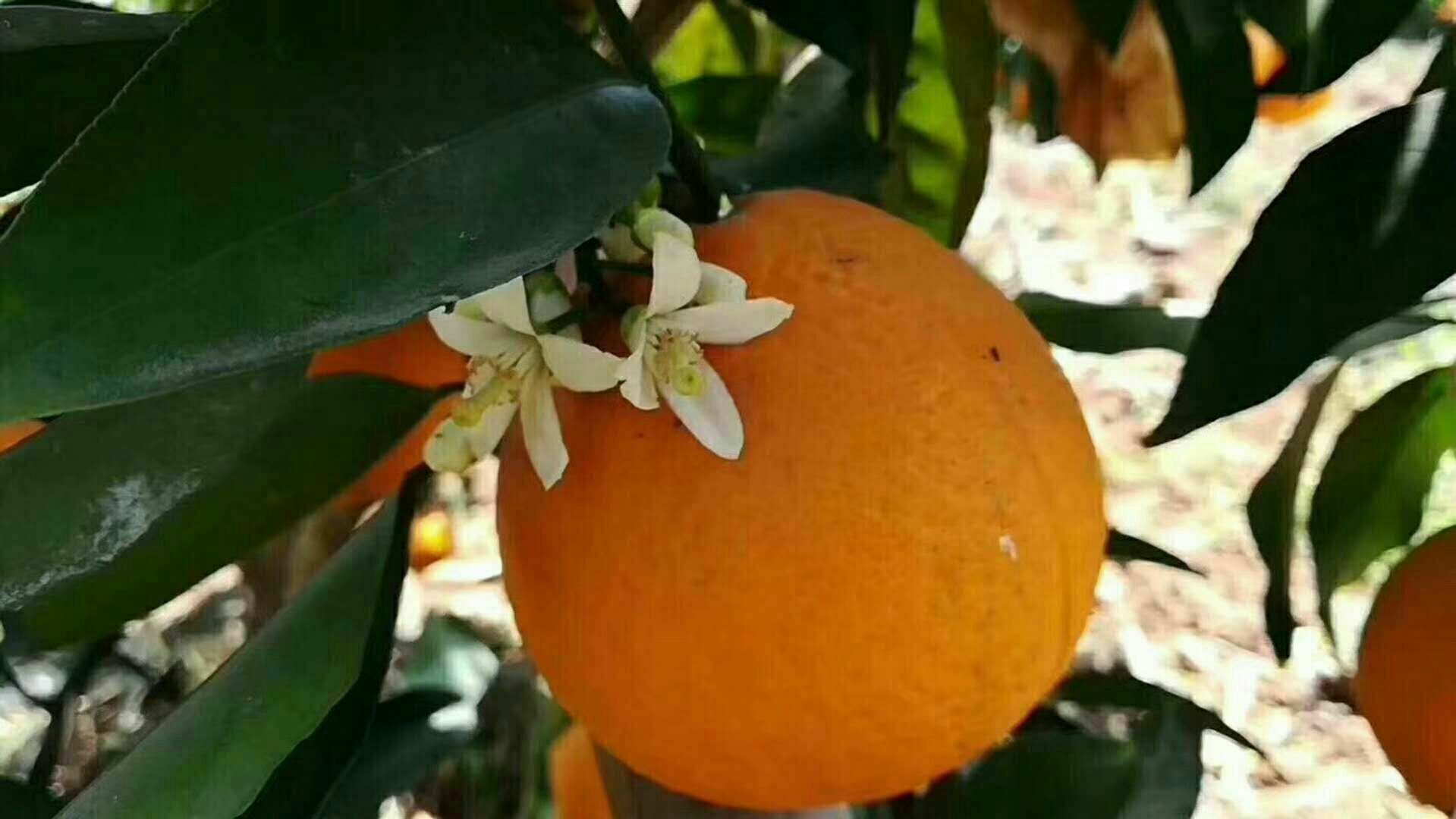 橙花与橙子同株生长场景