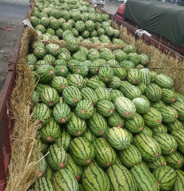 [西瓜批发]宁夏石缝瓜价格0.70元/斤 - 一亩田