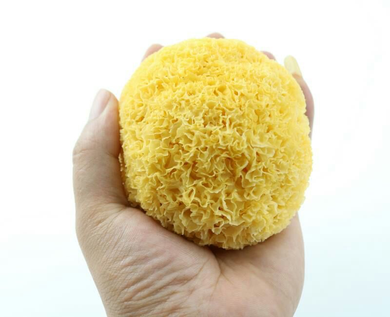 银耳手感与气味辨别图示