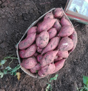 薯八红薯,红皮黄心,西瓜红,303