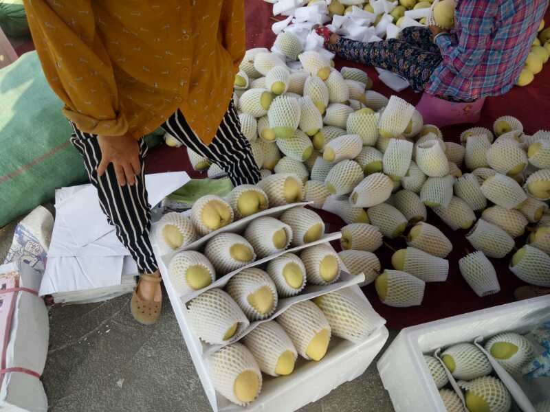 工人在果园中手工采摘成熟的凯特芒,使用剪刀剪断果柄保留果蒂,果实放入塑料周转箱;背景为现代化分拣车间,传送带上的芒果经过光电分级机自动称重与糖度检测,工作人员正在检查果品质量 凯特芒采收与分拣作业场景