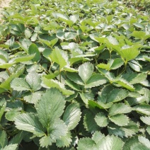 大叶红颜建德红大叶宁玉草莓苗