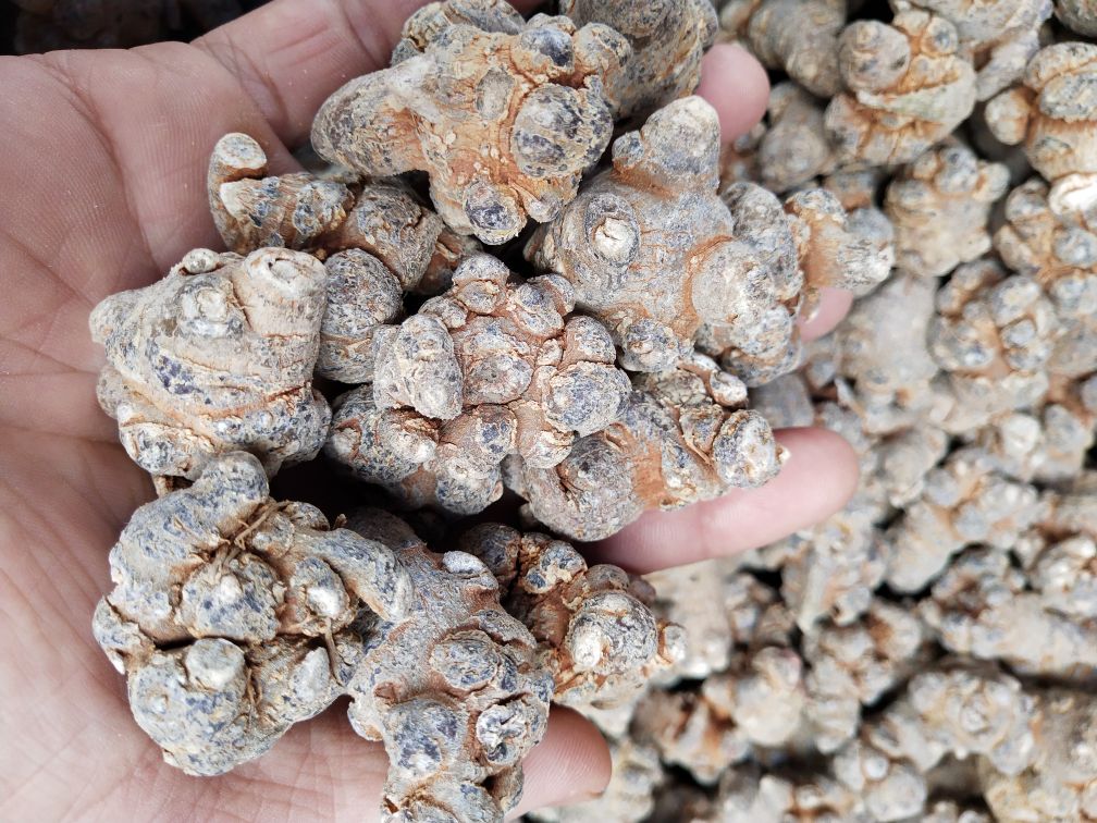 一位运动员正在用小勺取三七细粉倒入杯中,旁边放有温水和药瓶;另一侧展示纱布包裹的三七药糊敷在脚踝处,周围有轻微红肿,体现实际应用场景 三七粉冲泡及外敷使用场景图