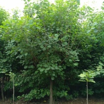 南阳南召供应6-15公分黄栌，精品黄栌，可实地看货