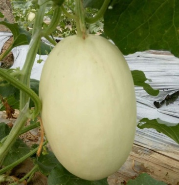 [甜瓜批发]脆梨甜瓜价格1.10元/斤 - 一亩田