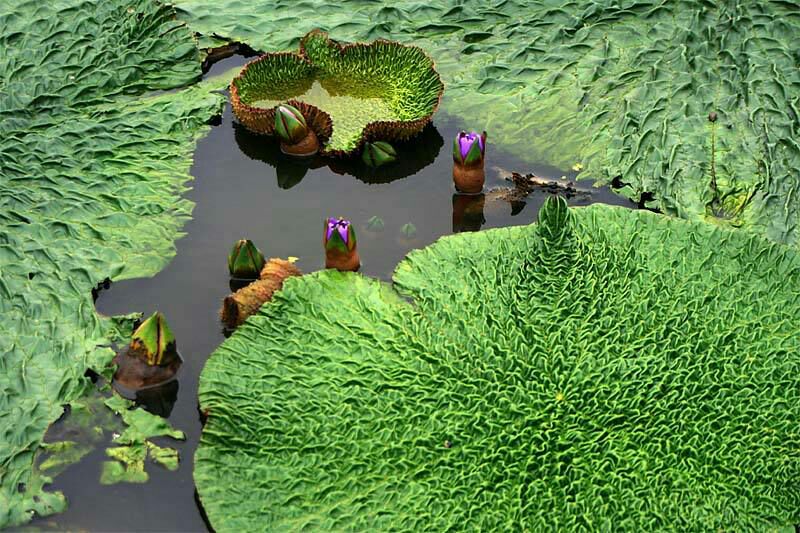 水生植物种子对比图