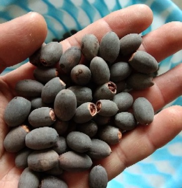 碗莲种子,开口碗莲包发芽