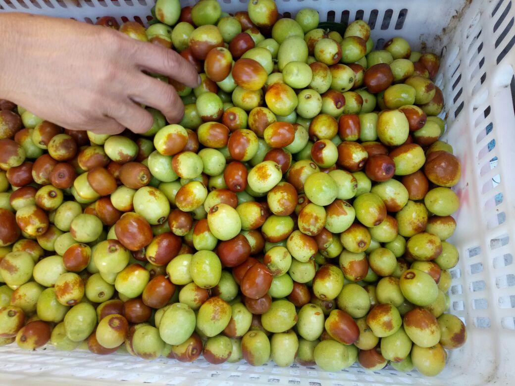 新鲜采摘的鲜枣在果园中被装入竹筐,果实呈青红色,果皮光滑,显示其刚采摘的新鲜状态 鲜枣在竹筐中整齐摆放,表面光亮饱满,背景为清晨果园,露珠未干