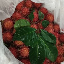 红毛丹