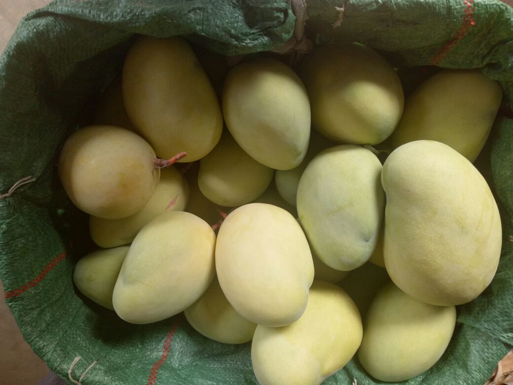 凯特芒果实特写