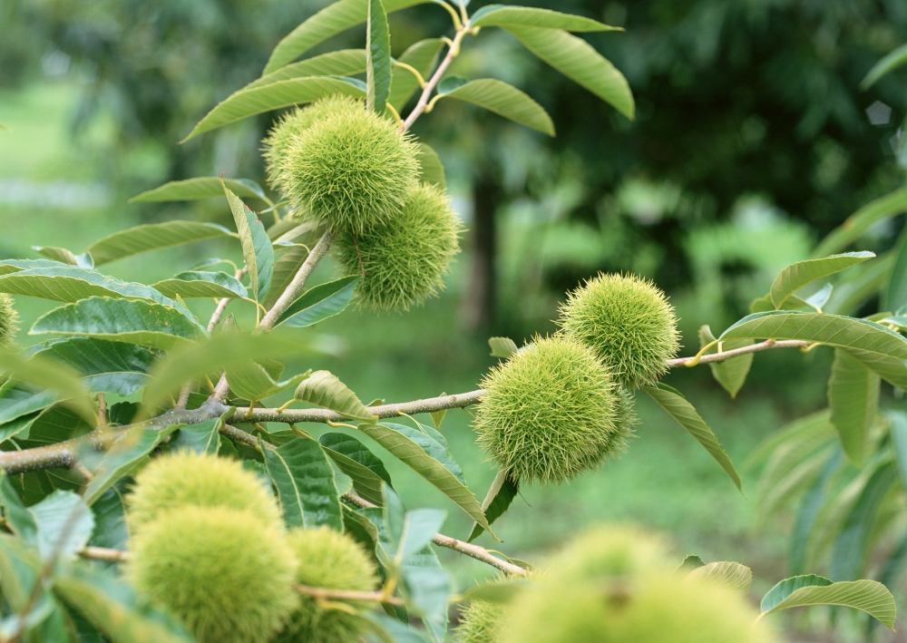 秋季阳光下,河北省唐山市迁西县山区连片的板栗树林果实累累,几位头戴草帽的农民正使用长竿打落树上的板栗,地面上铺满带刺的栗苞,远处是整洁的村庄和现代化冷链运输车辆,体现生态种植与科技保鲜结合 迁西板栗林与农民采摘场景