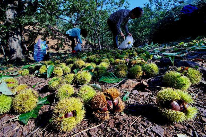 野锥栗采摘场景纪实