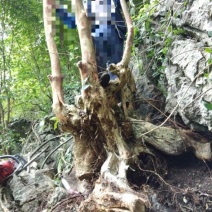 野生紫薇