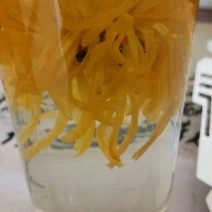 金丝皇菊